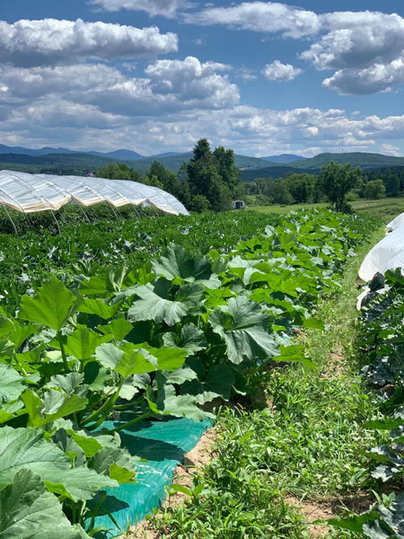 Les potagers des nues mains Sutton