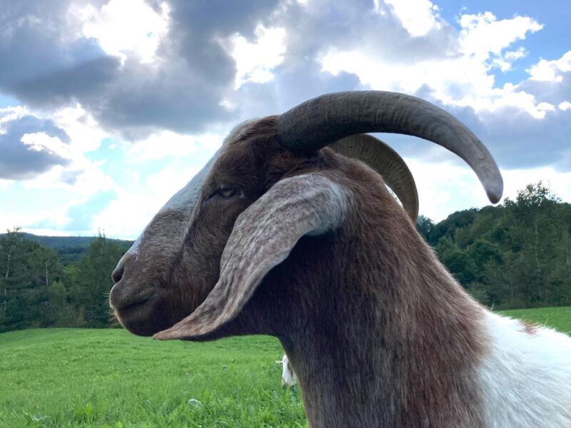 La Chevrerie Alderbrooke