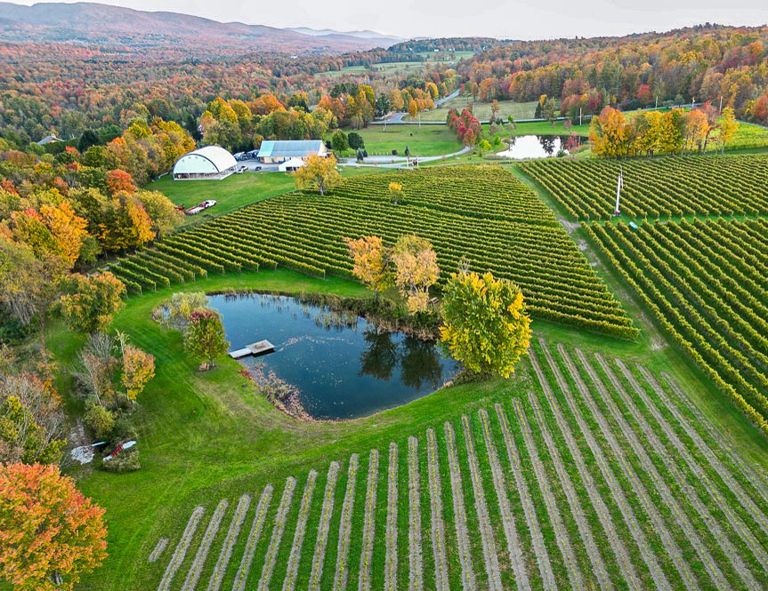 Vignoble_automne_o